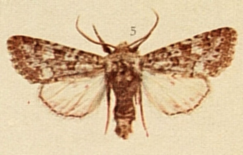 Polymixis lichenea &copy; Richard South