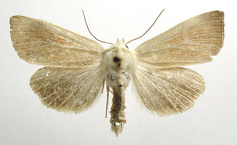 Arenostola phragmitidis &copy; M. Virtala