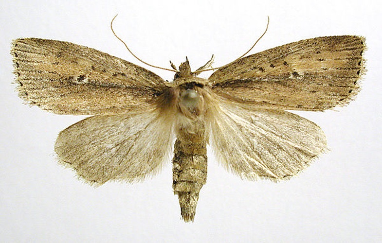 Archanara dissoluta © M. Virtala