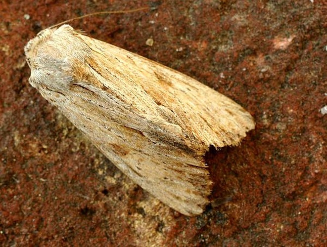 Apamea lithoxylaea &copy; 