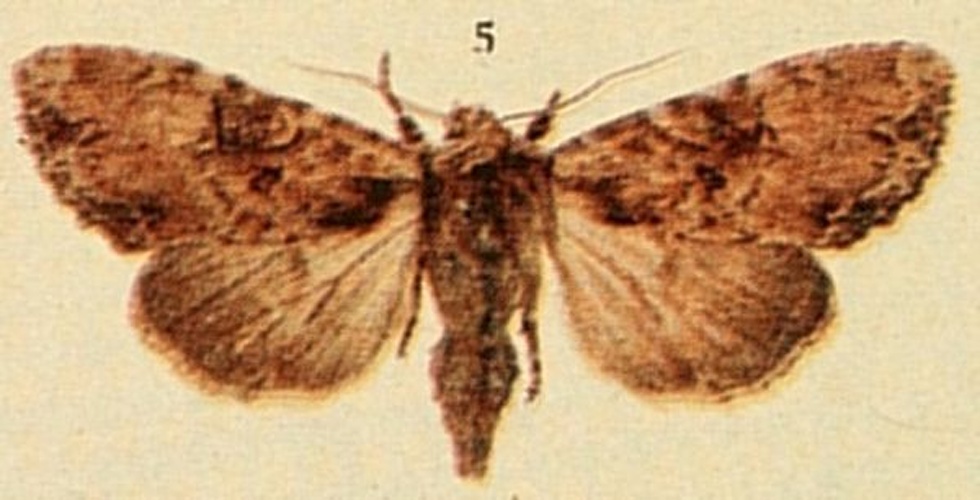 Apamea epomidion &copy; Richard South