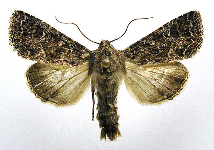 Apamea furva © M. Virtala