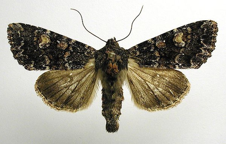 Apamea rubrirena &copy; M. Virtala