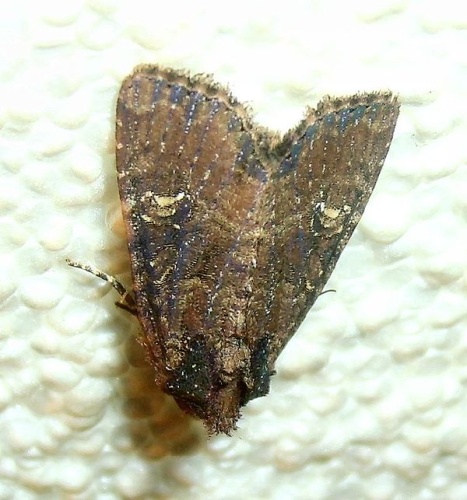 Apamea unanimis &copy; <a rel="nofollow" class="external text" href="https://www.flickr.com/photos/25258702@N04">Mick Talbot</a>