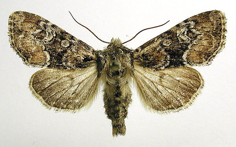 Apamea illyria &copy; M. Virtala