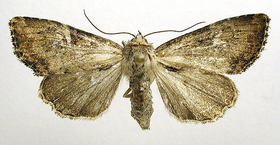 Apamea scolopacina &copy; M. Virtala