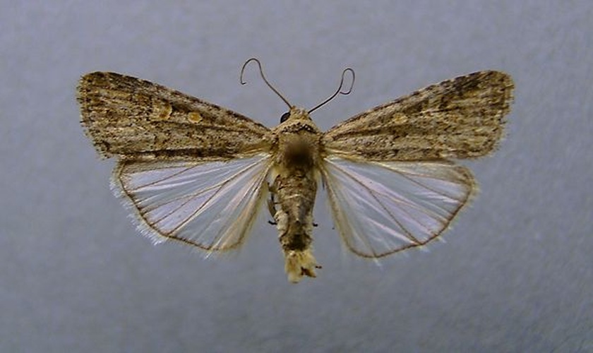 beet armyworm &copy; <a href="//commons.wikimedia.org/wiki/User:Dumi" title="User:Dumi">Dumi</a>