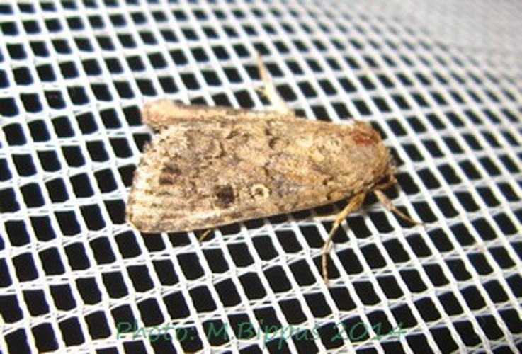 Spodoptera cilium &copy; <a href="//commons.wikimedia.org/wiki/User:Tonton_Bernardo" title="User:Tonton Bernardo">Tonton Bernardo</a>