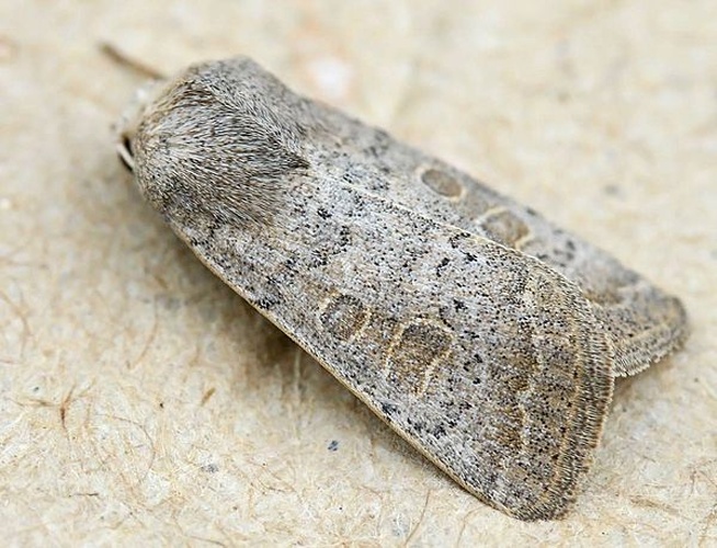 Hoplodrina blanda &copy; 