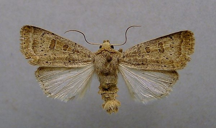 Hoplodrina superstes © <a href="//commons.wikimedia.org/wiki/User:Dumi" title="User:Dumi">Dumi</a>