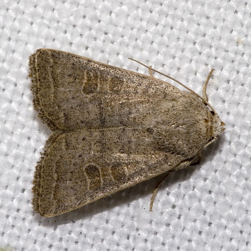 Hoplodrina ambigua &copy; picture taken by <a href="https://de.wikipedia.org/wiki/User:olei" class="extiw" title="de:User:olei">Olaf Leillinger</a>