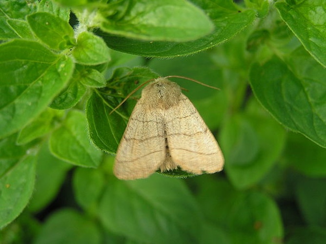 Charanyca trigrammica &copy; <a href="//commons.wikimedia.org/wiki/User:Fvlamoen" class="mw-redirect" title="User:Fvlamoen">Fvlamoen</a>