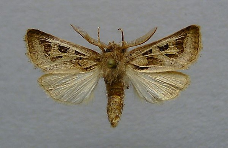 Episema glaucina &copy; <a href="//commons.wikimedia.org/wiki/User:Dumi" title="User:Dumi">Dumi</a>