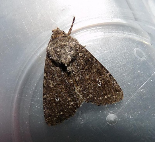 Sideridis turbida &copy; <table style="width:100%; border:1px solid #aaa; background:#efd; text-align:center"><tbody><tr>
<td>
<a href="//commons.wikimedia.org/wiki/File:Aspitates_ochrearia.jpg" class="image"><img alt="Aspitates ochrearia.jpg" src="https://upload.wikimedia.org/wikipedia/commons/thumb/b/bc/Aspitates_ochrearia.jpg/55px-Aspitates_ochrearia.jpg" decoding="async" width="55" height="41" srcset="https://upload.wikimedia.org/wikipedia/commons/thumb/b/bc/Aspitates_ochrearia.jpg/83px-Aspitates_ochrearia.jpg 1.5x, https://upload.wikimedia.org/wikipedia/commons/thumb/b/bc/Aspitates_ochrearia.jpg/110px-Aspitates_ochrearia.jpg 2x" data-file-width="800" data-file-height="600"></a>
</td>
<td>This image is created by user <a rel="nofollow" class="external text" href="http://waarneming.nl/user/photos/10198">Conny Leijdekker-Winthorst</a> at <a rel="nofollow" class="external text" href="http://waarneming.nl/">waarneming.nl</a>, a source of nature observations in the Netherlands.
</td>
</tr></tbody></table>