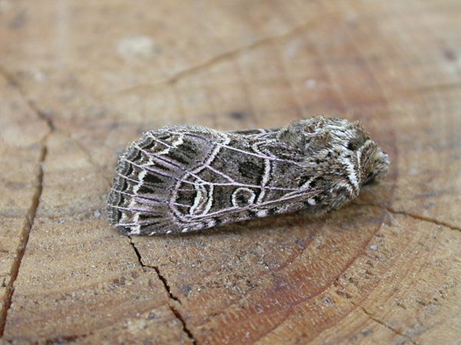  &copy; <a rel="nofollow" class="external text" href="https://www.flickr.com/photos/25401497@N02">Donald Hobern</a>