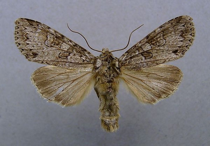 Polia nebulosa © <a href="//commons.wikimedia.org/wiki/User:Dumi" title="User:Dumi">Dumi</a>