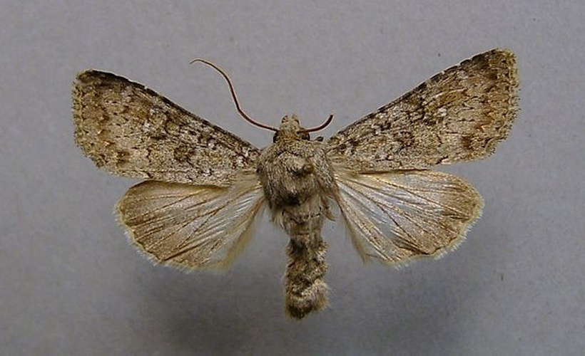 Polia serratilinea &copy; <a href="//commons.wikimedia.org/wiki/User:Dumi" title="User:Dumi">Dumi</a>