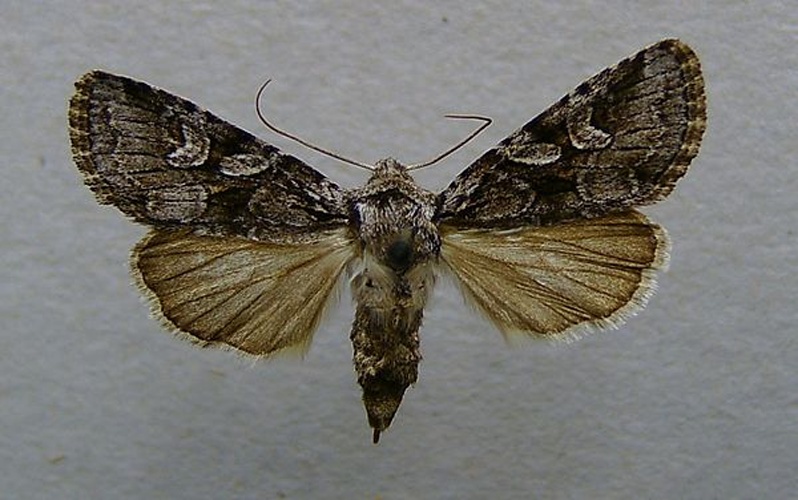 Lasionycta proxima © <a href="//commons.wikimedia.org/wiki/User:Dumi" title="User:Dumi">Dumi</a>