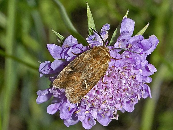 Lasionycta imbecilla © <a href="//commons.wikimedia.org/wiki/User:Hectonichus" title="User:Hectonichus">Hectonichus</a>