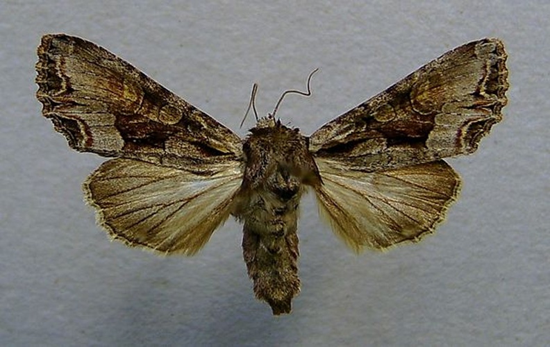 Lacanobia w-latinum © <a href="//commons.wikimedia.org/wiki/User:Dumi" title="User:Dumi">Dumi</a>