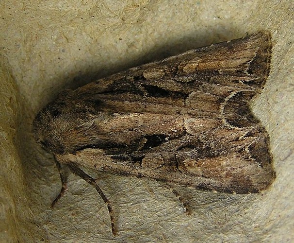 Lacanobia thalassina &copy; <a href="//commons.wikimedia.org/wiki/User:Fvlamoen" class="mw-redirect" title="User:Fvlamoen">Fvlamoen</a>