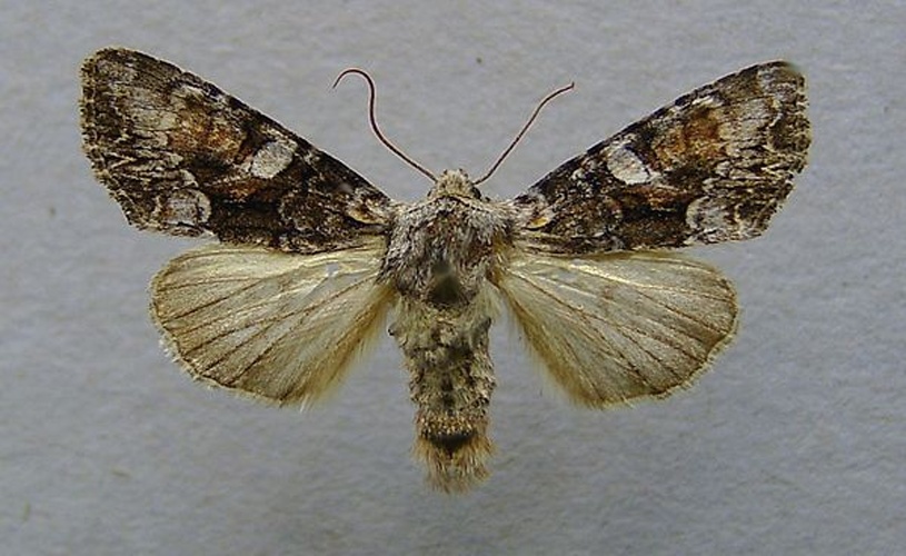 Lacanobia contigua &copy; <a href="//commons.wikimedia.org/wiki/User:Dumi" title="User:Dumi">Dumi</a>