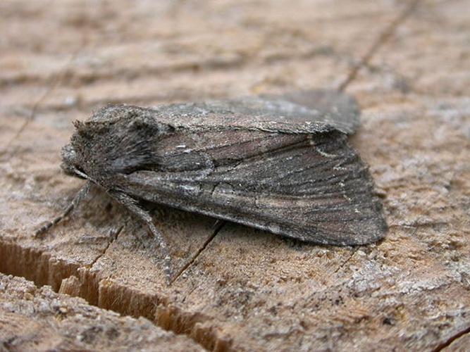 Lacanobia suasa &copy; <a rel="nofollow" class="external text" href="https://www.flickr.com/photos/25401497@N02">Donald Hobern</a>