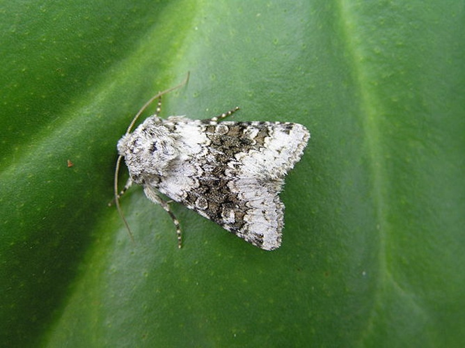 Hecatera bicolorata &copy; <a href="//commons.wikimedia.org/wiki/User:Fvlamoen" class="mw-redirect" title="User:Fvlamoen">User:Fvlamoen</a>