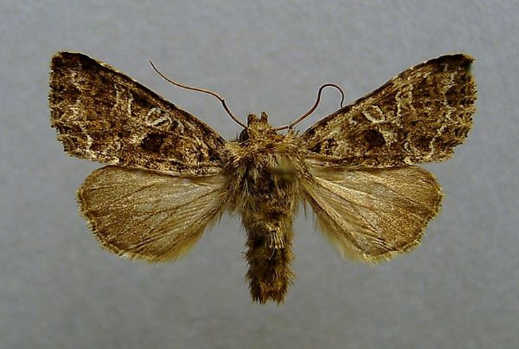 Lychnis © <a href="//commons.wikimedia.org/wiki/User:Dumi" title="User:Dumi">Dumi</a>