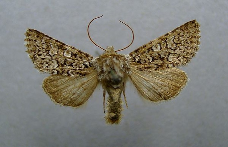 Hadena filograna © <a href="//commons.wikimedia.org/wiki/User:Dumi" title="User:Dumi">Dumi</a>