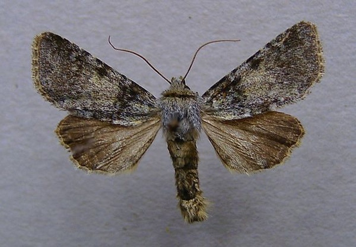 Hadena caesia © <a href="//commons.wikimedia.org/wiki/User:Dumi" title="User:Dumi">Dumi</a>