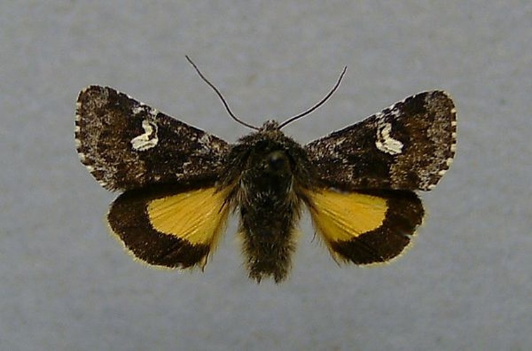 Coranarta cordigera © <a href="//commons.wikimedia.org/wiki/User:Dumi" title="User:Dumi">Dumi</a>