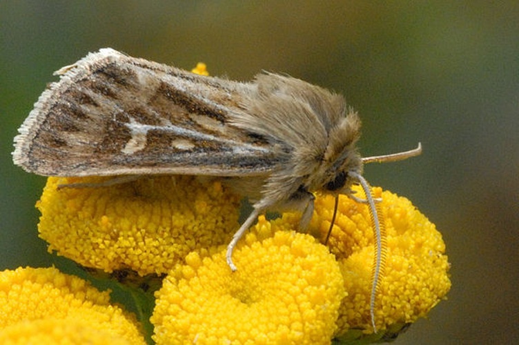 Antler Moth © James K. Lindsey