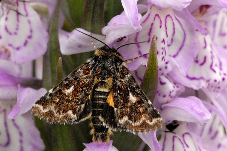 Anarta myrtilli &copy; James K. Lindsey