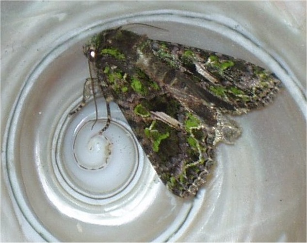 Trachea atriplicis &copy; <a href="https://pl.wikipedia.org/wiki/Wikipedysta:Zuska1" class="extiw" title="pl:Wikipedysta:Zuska1">Wikipedysta:Zuska1</a>