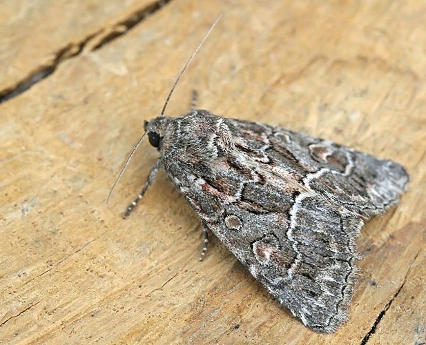 Straw Underwing © (c)Entomart