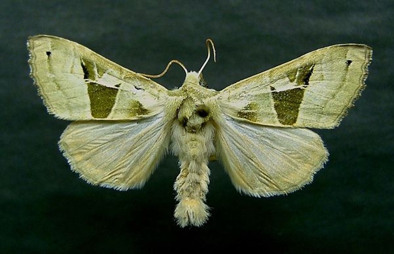 Phlogophora scita &copy; <a href="//commons.wikimedia.org/wiki/User:Dumi" title="User:Dumi">Dumi</a>
