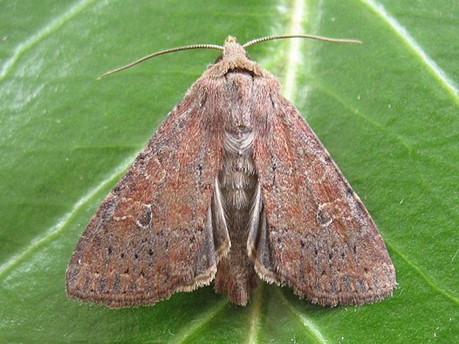 Parastichtis suspecta &copy; <table style="width:100%; border:1px solid #aaa; background:#efd; text-align:center"><tbody><tr>
<td>
<a href="//commons.wikimedia.org/wiki/File:Aspitates_ochrearia.jpg" class="image"><img alt="Aspitates ochrearia.jpg" src="https://upload.wikimedia.org/wikipedia/commons/thumb/b/bc/Aspitates_ochrearia.jpg/55px-Aspitates_ochrearia.jpg" decoding="async" width="55" height="41" srcset="https://upload.wikimedia.org/wikipedia/commons/thumb/b/bc/Aspitates_ochrearia.jpg/83px-Aspitates_ochrearia.jpg 1.5x, https://upload.wikimedia.org/wikipedia/commons/thumb/b/bc/Aspitates_ochrearia.jpg/110px-Aspitates_ochrearia.jpg 2x" data-file-width="800" data-file-height="600"></a>
</td>
<td>This image is created by user <a rel="nofollow" class="external text" href="http://waarneming.nl/user/photos/14465">Joop de Bakker</a> at <a rel="nofollow" class="external text" href="http://waarneming.nl/">waarneming.nl</a>, a source of nature observations in the Netherlands.
</td>
</tr></tbody></table>