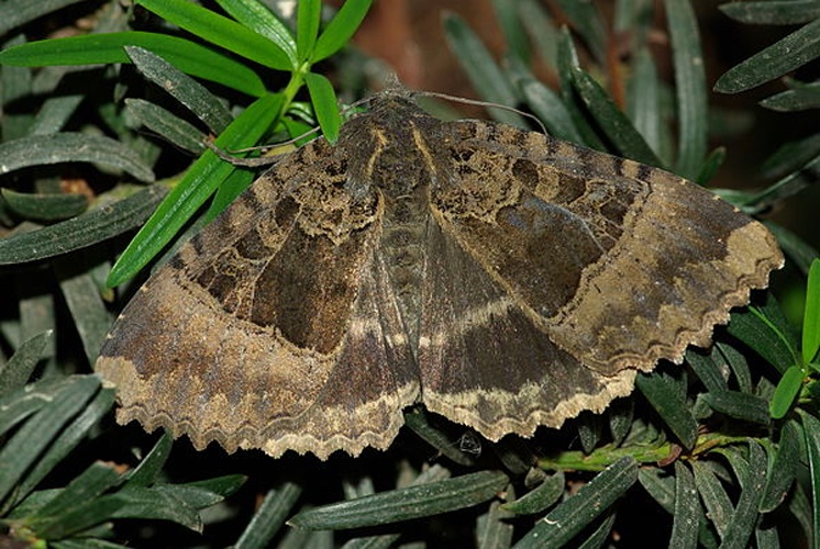 Mormo maura &copy; <a href="//commons.wikimedia.org/wiki/User:Entomolo" title="User:Entomolo">Hamon jp</a>