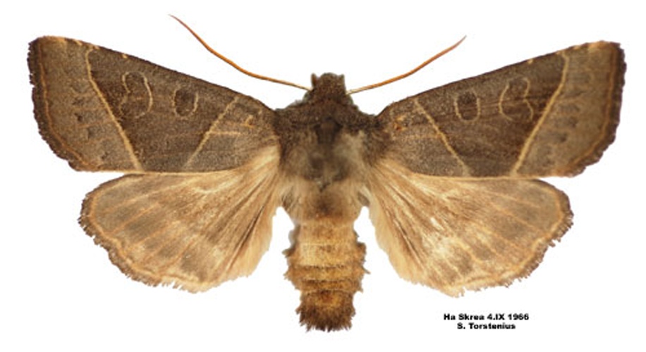 Mesogona oxalina &copy; Bert Gustafsson