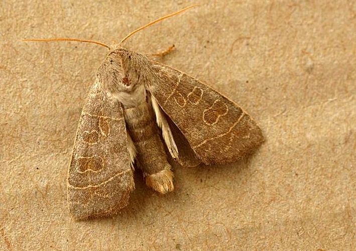 Ipimorpha subtusa © 