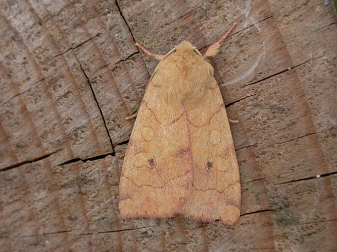 Enargia paleacea &copy; <a rel="nofollow" class="external text" href="https://www.flickr.com/photos/25401497@N02">Donald Hobern</a>