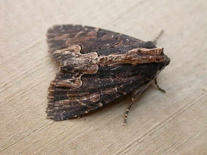 Dypterygia scabriuscula &copy; <a rel="nofollow" class="external text" href="https://www.flickr.com/people/25401497@N02">Donald Hobern</a> from Canberra, Australia