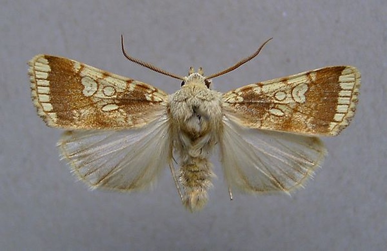 Dicycla oo &copy; <a href="//commons.wikimedia.org/wiki/User:Dumi" title="User:Dumi">Dumi</a>