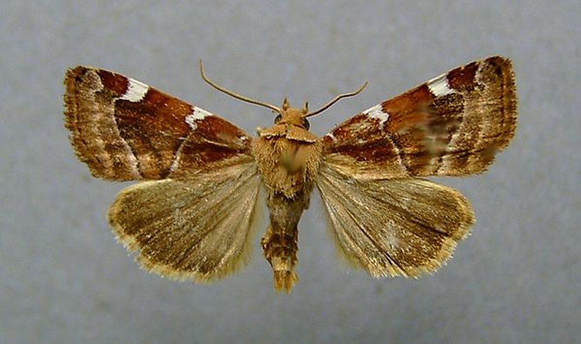 Cosmia diffinis &copy; <a href="//commons.wikimedia.org/wiki/User:Dumi" title="User:Dumi">Dumi</a>