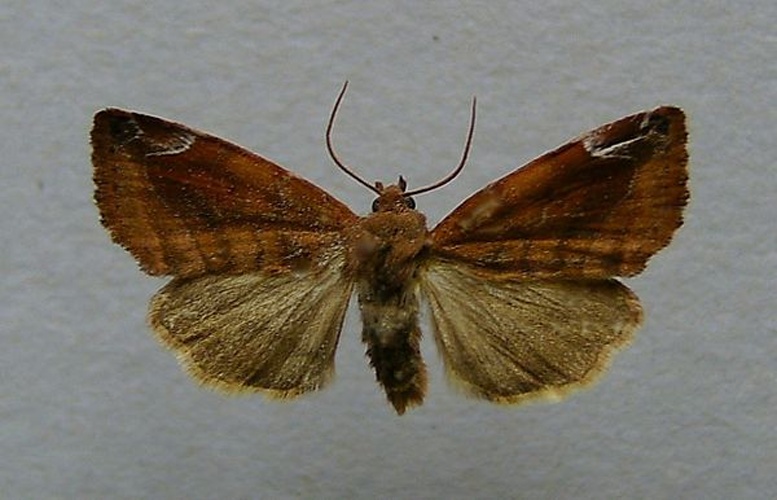 Cosmia pyralina &copy; <a href="//commons.wikimedia.org/wiki/User:Dumi" title="User:Dumi">Dumi</a>