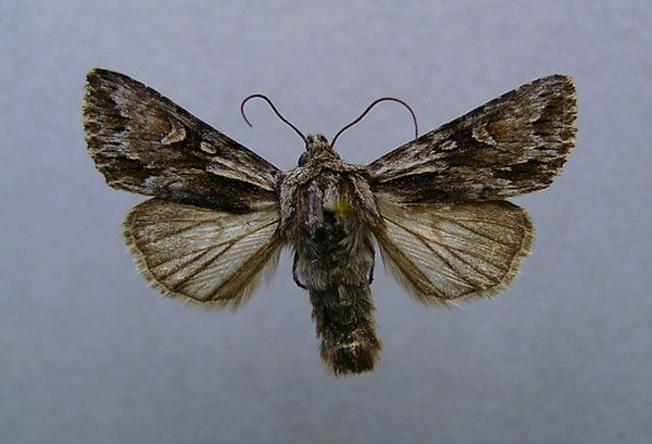 Chloantha hyperici &copy; <a href="//commons.wikimedia.org/wiki/User:Dumi" title="User:Dumi">Dumi</a>