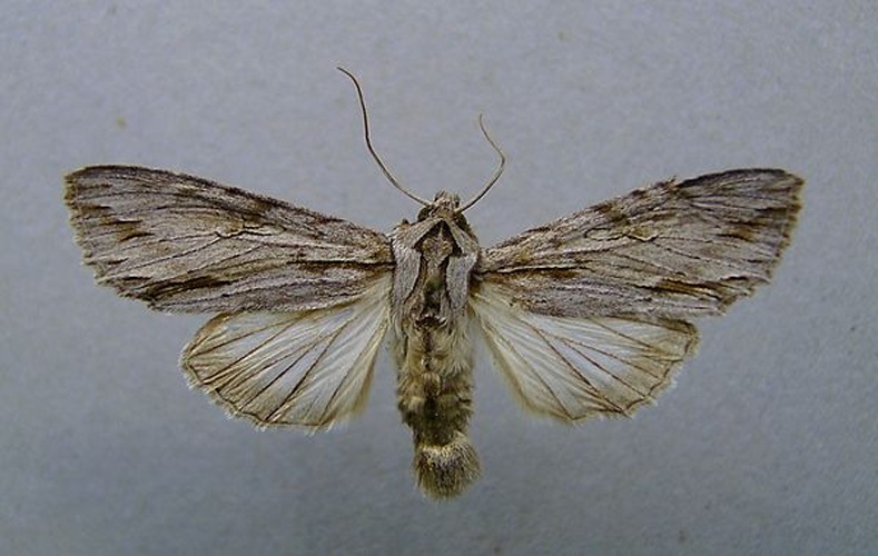 Auchmis detersa &copy; <a href="//commons.wikimedia.org/wiki/User:Dumi" title="User:Dumi">Dumi</a>