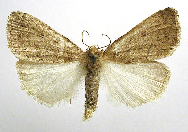 Athetis pallustris &copy; M. Virtala