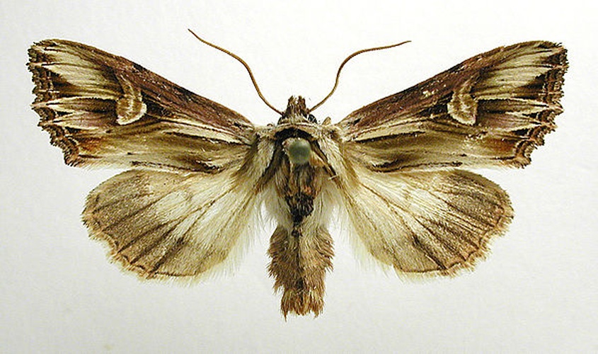 Actinotia polyodon &copy; M. Virtala